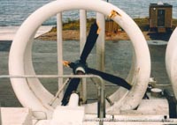 AP1-88 hovercraft with the Scandinavian company SAS